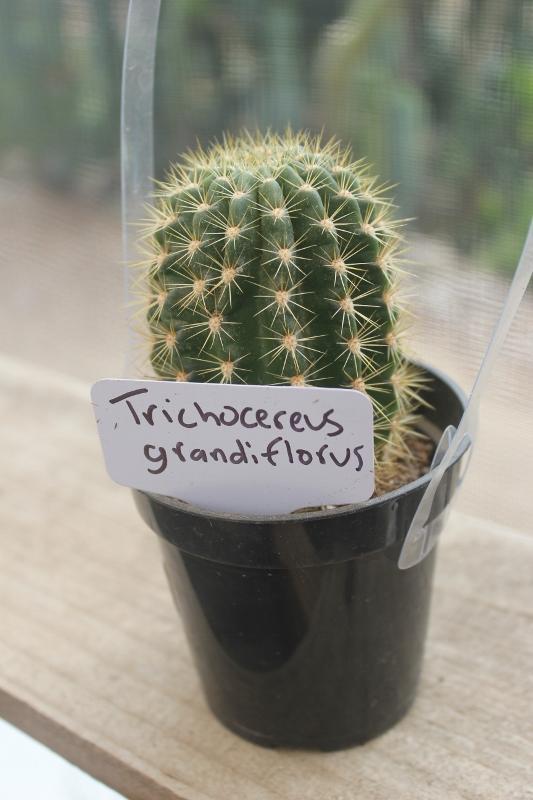 Cactus EXACT Species in 3.5" containers by BLAISE-Cactus - Small-The Succulent Source