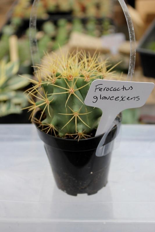 Cactus EXACT Species in 3.5" containers by BLAISE-Cactus - Small-The Succulent Source