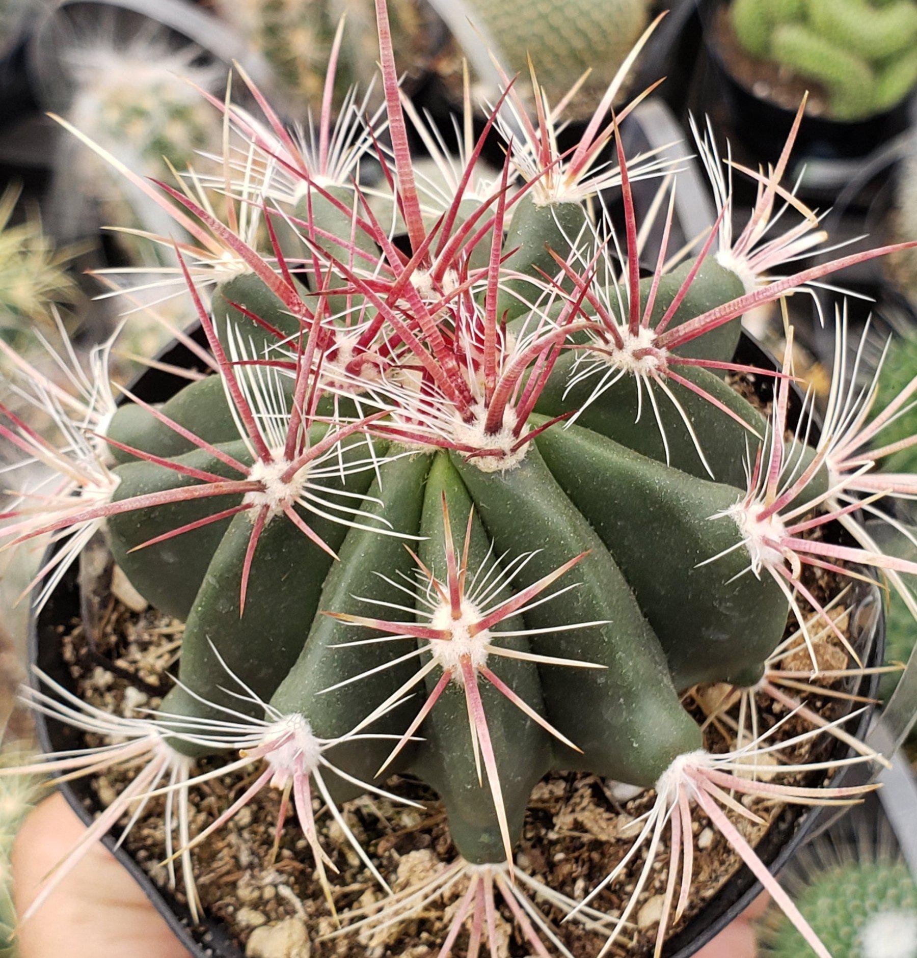 3.5" EXACT Species Cactus by BLAISE-Cactus - Small-The Succulent Source