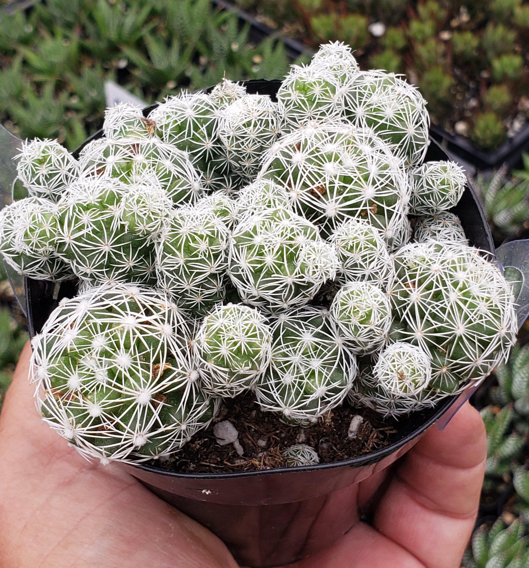 3.5" EXACT Species Cactus by BLAISE-Cactus - Small-The Succulent Source