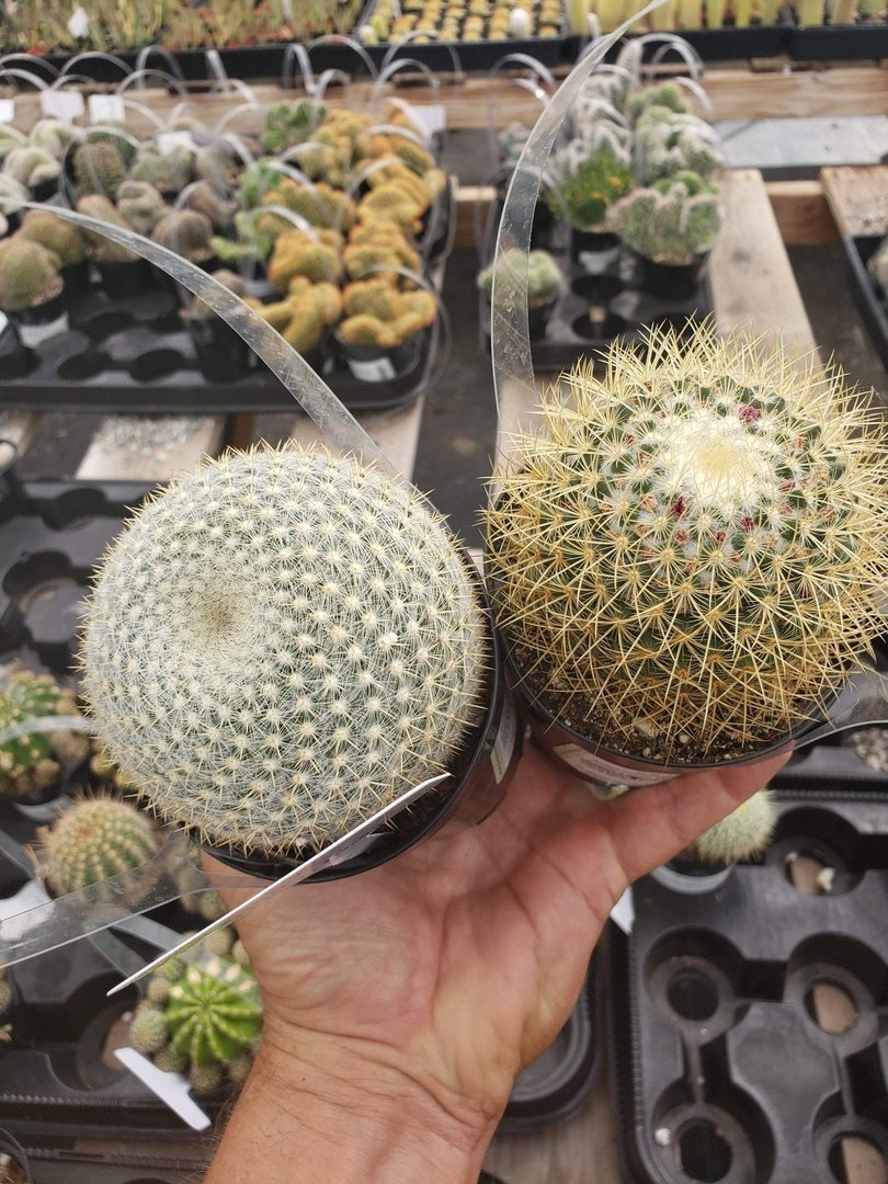 Cactus EXACT Species in 3.5" containers by BLAISE-Cactus - Small-The Succulent Source