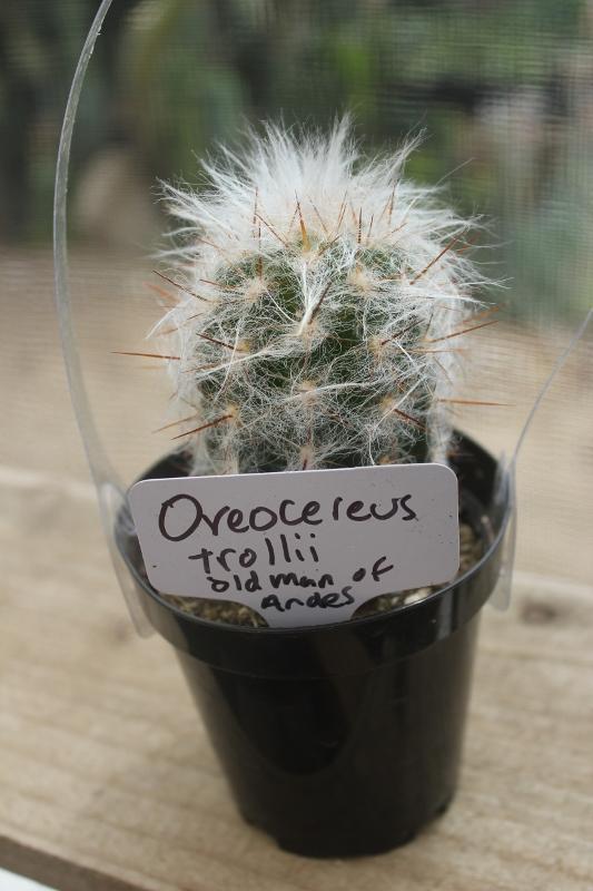 Cactus EXACT Species in 3.5" containers by BLAISE-Cactus - Small-The Succulent Source