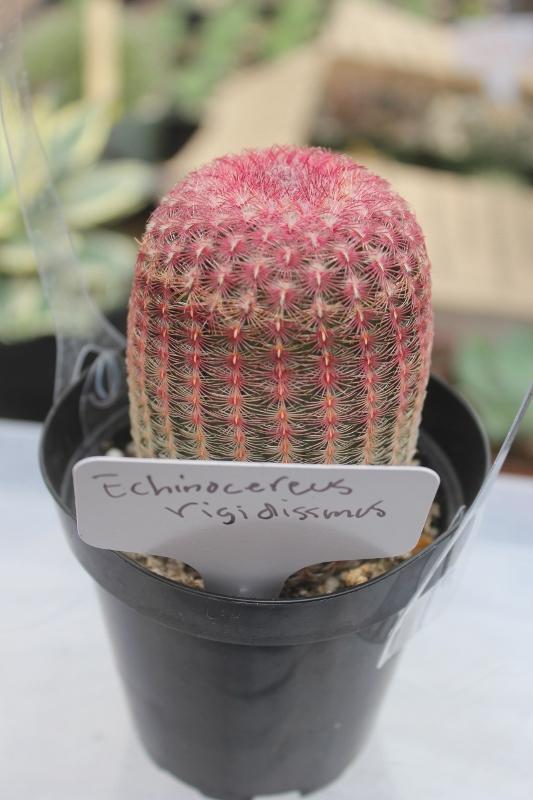 Cactus EXACT Species in 3.5" containers by BLAISE-Cactus - Small-The Succulent Source