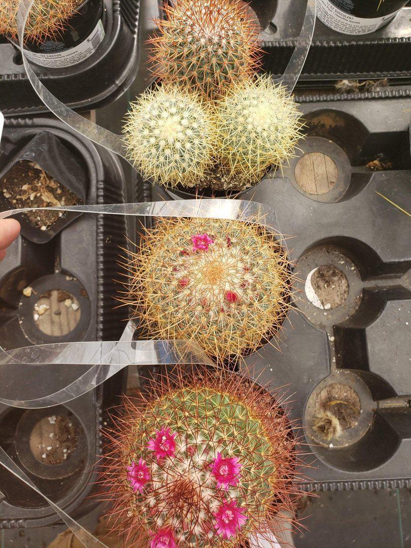 Cactus EXACT Species in 3.5" containers by BLAISE-Cactus - Small-The Succulent Source