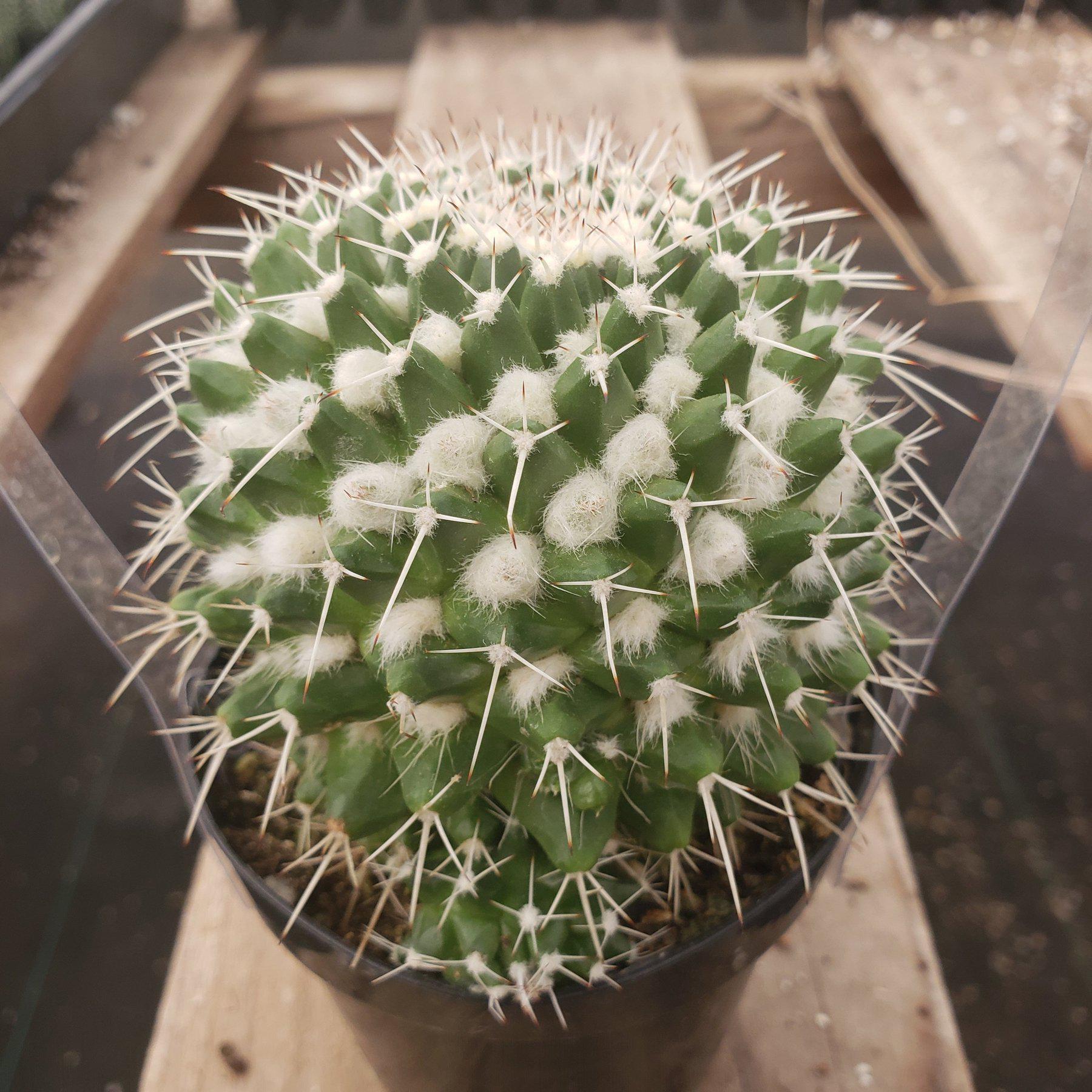 3.5" EXACT Species Cactus by BLAISE-Cactus - Small-The Succulent Source