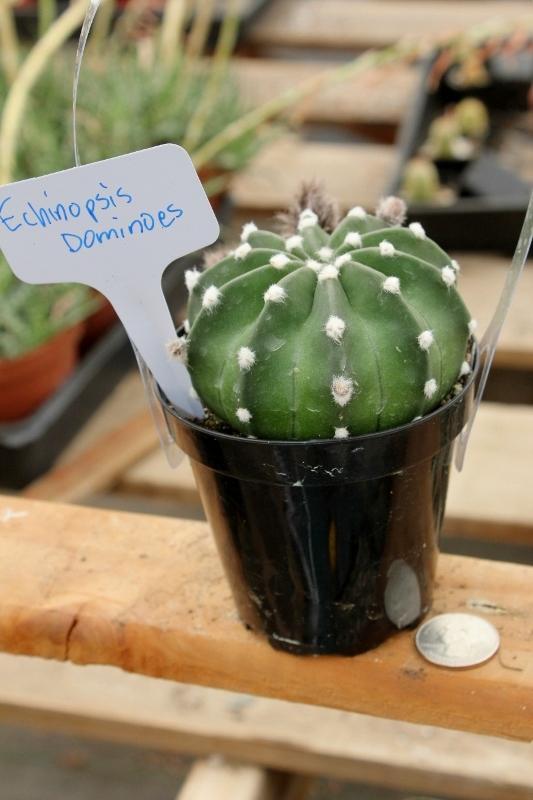 Cactus EXACT Species in 3.5" containers by BLAISE-Cactus - Small-The Succulent Source