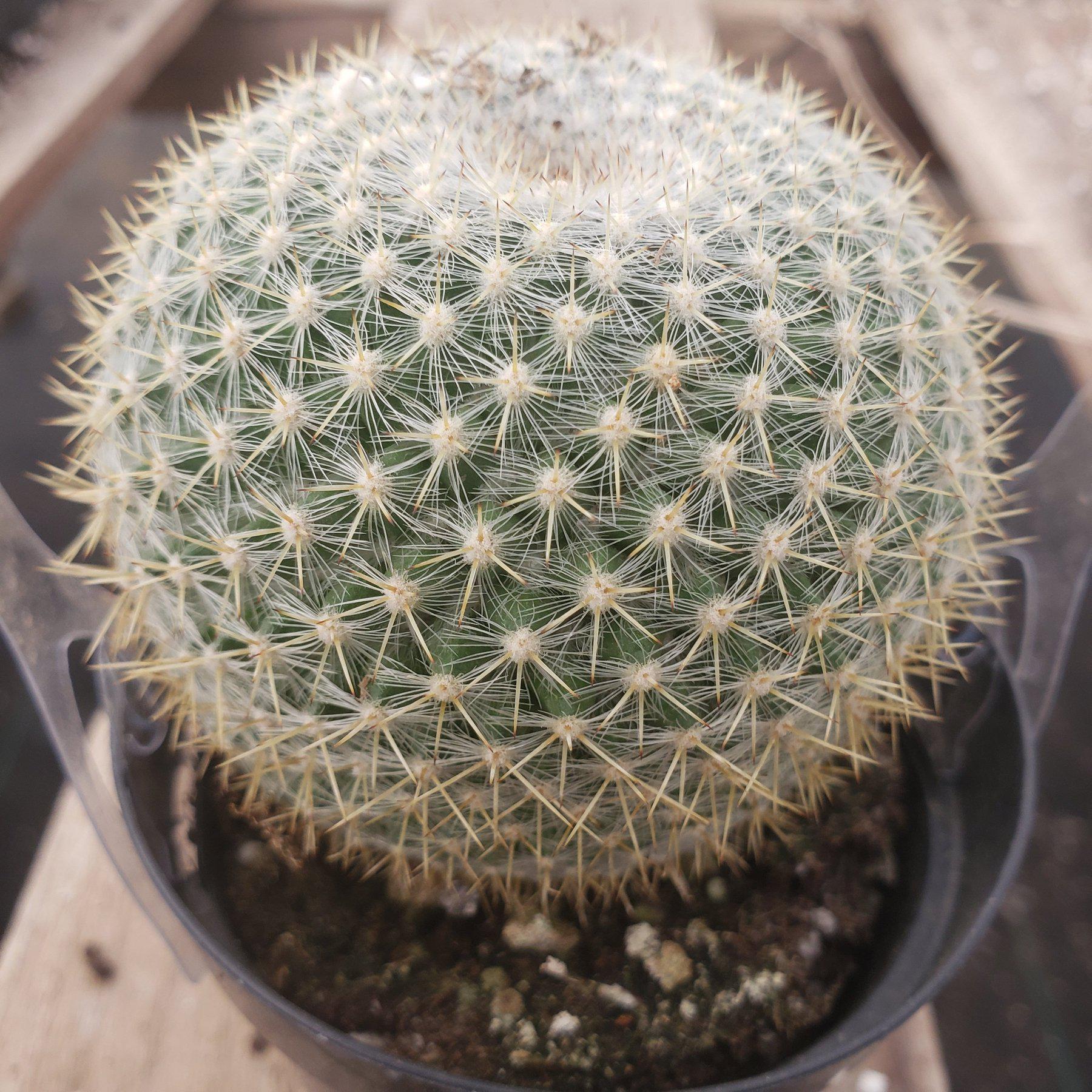 3.5" EXACT Species Cactus by BLAISE-Cactus - Small-The Succulent Source