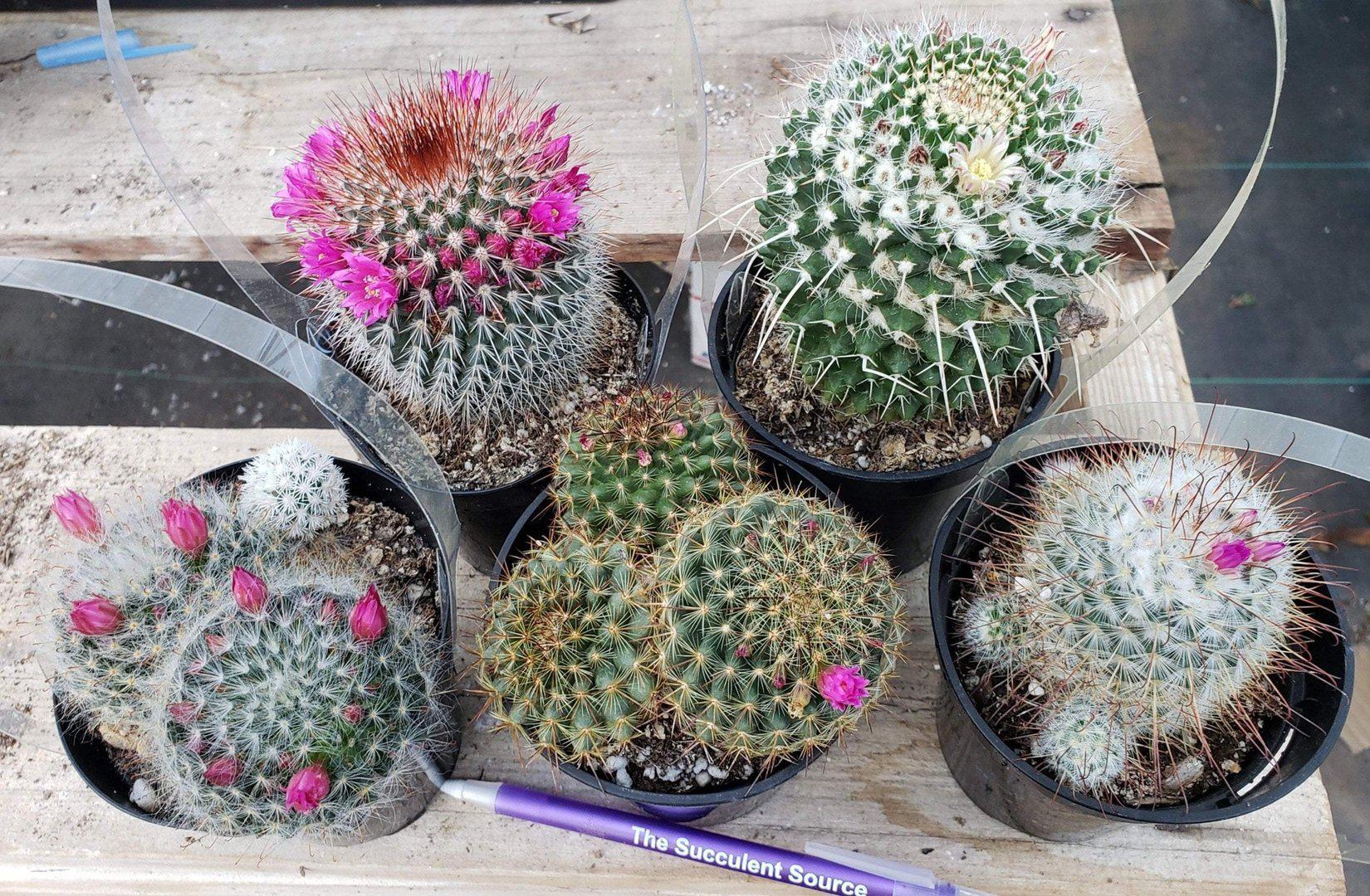 Cactus EXACT Species in 3.5" containers by BLAISE-Cactus - Small-The Succulent Source