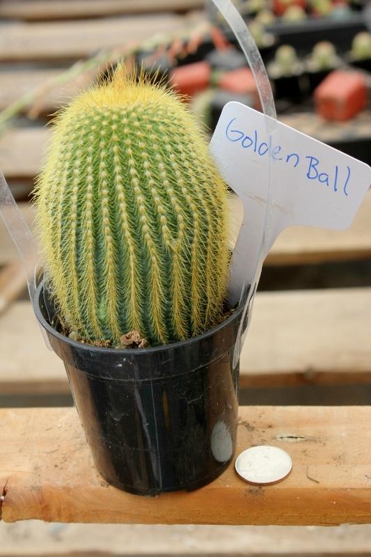 Cactus EXACT Species in 3.5" containers by BLAISE-Cactus - Small-The Succulent Source