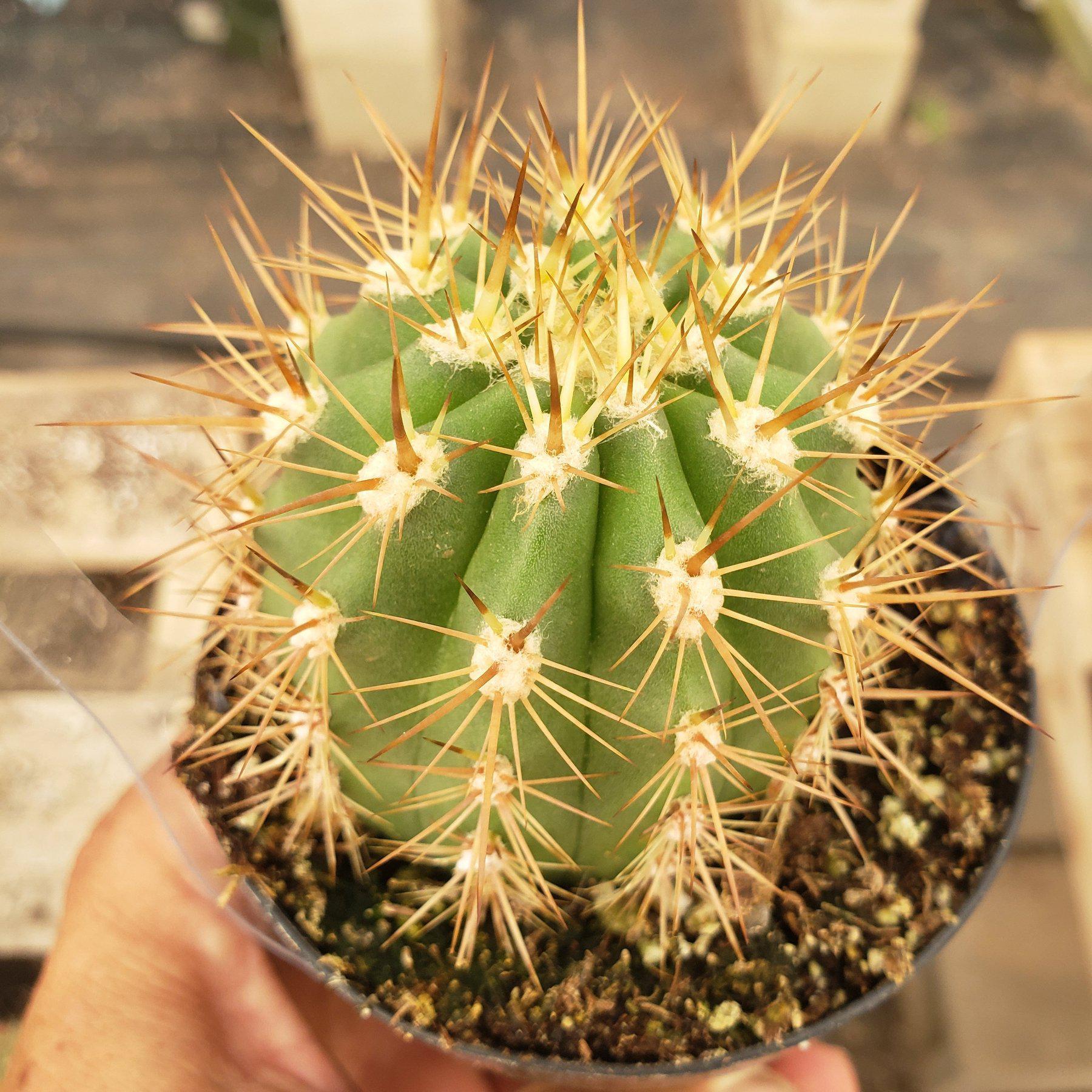 3.5" EXACT Species Cactus by BLAISE-Cactus - Small-The Succulent Source