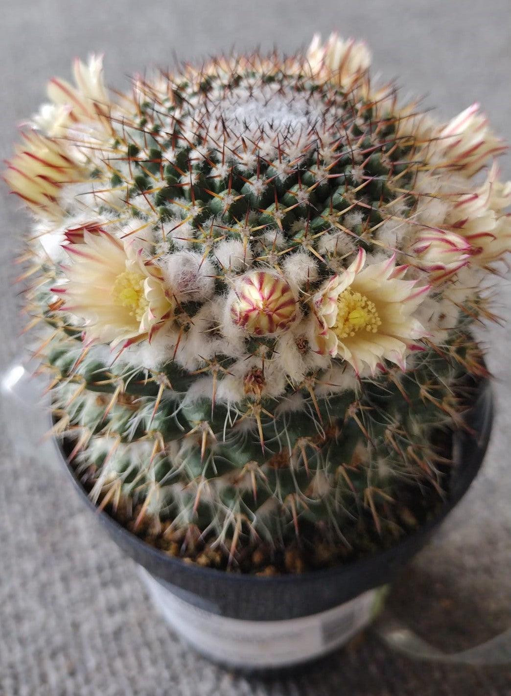 3.5" EXACT Species Cactus by BLAISE-Cactus - Small-The Succulent Source