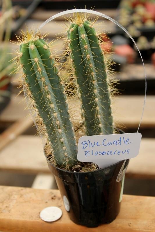 Cactus EXACT Species in 3.5" containers by BLAISE-Cactus - Small-The Succulent Source