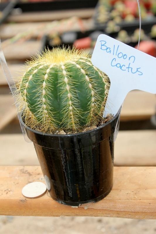 Cactus EXACT Species in 3.5" containers by BLAISE-Cactus - Small-The Succulent Source
