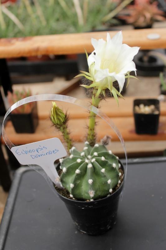 Cactus EXACT Species in 3.5" containers by BLAISE-Cactus - Small-The Succulent Source