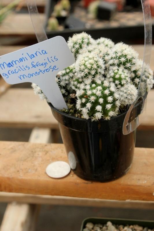 Cactus EXACT Species in 3.5" containers by BLAISE-Cactus - Small-The Succulent Source