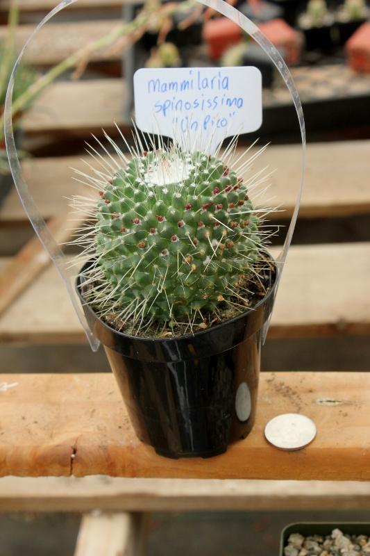 Cactus EXACT Species in 3.5" containers by BLAISE-Cactus - Small-The Succulent Source