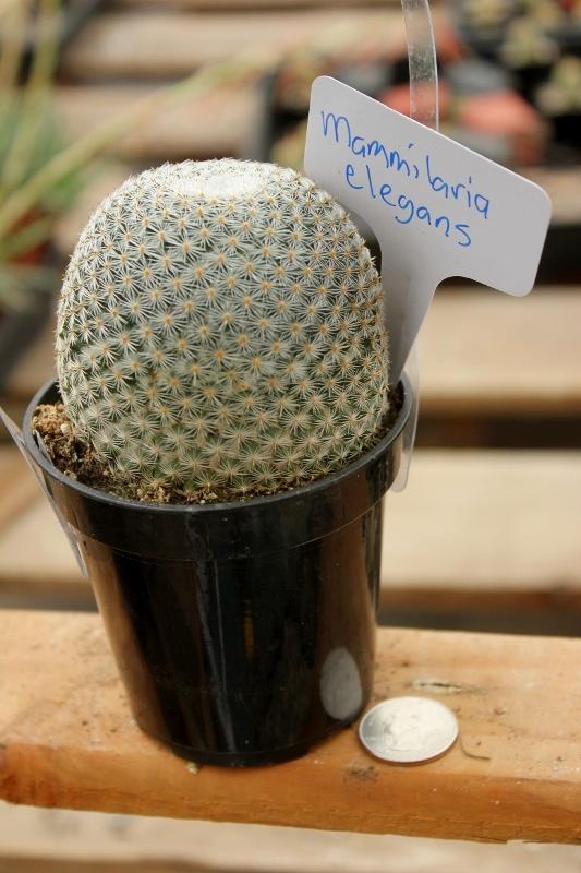 Cactus EXACT Species in 3.5" containers by BLAISE-Cactus - Small-The Succulent Source