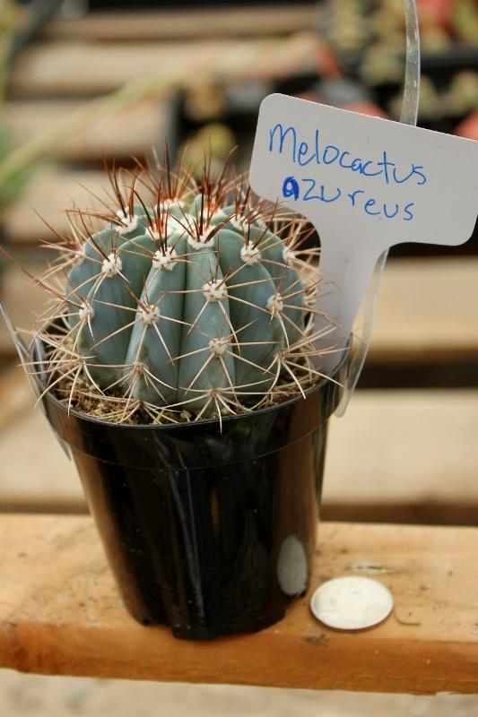 Cactus EXACT Species in 3.5" containers by BLAISE-Cactus - Small-The Succulent Source