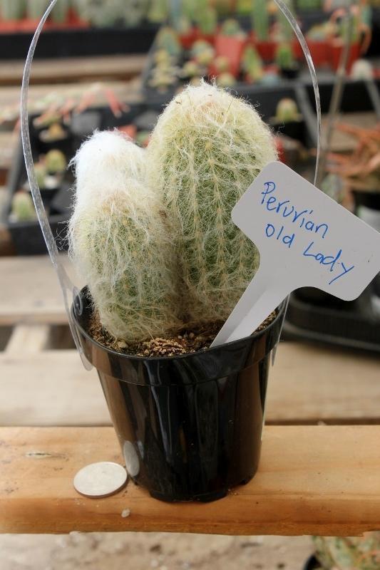 Cactus EXACT Species in 3.5" containers by BLAISE-Cactus - Small-The Succulent Source