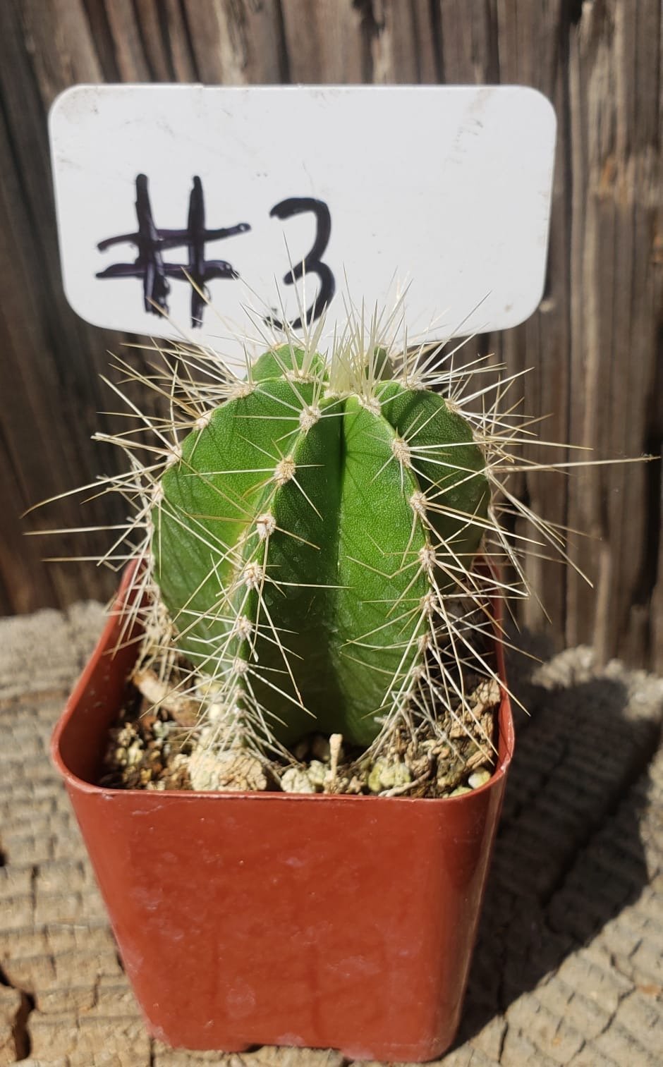 #3-Cactus - Small - Exact Type-The Succulent Source