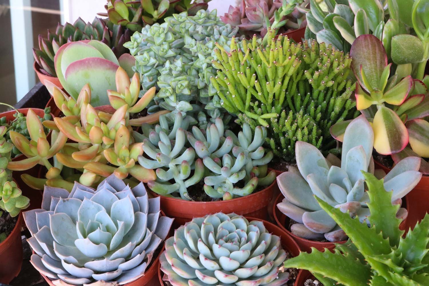 4" Assorted Succulents bulk wholesale succulent prices at the succulent source - 2