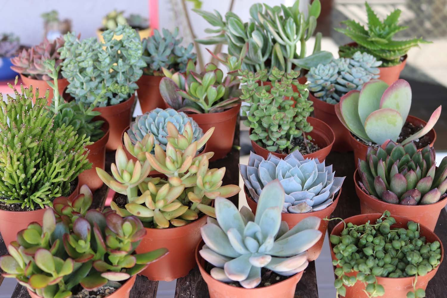 4" Assorted Succulents bulk wholesale succulent prices at the succulent source - 3