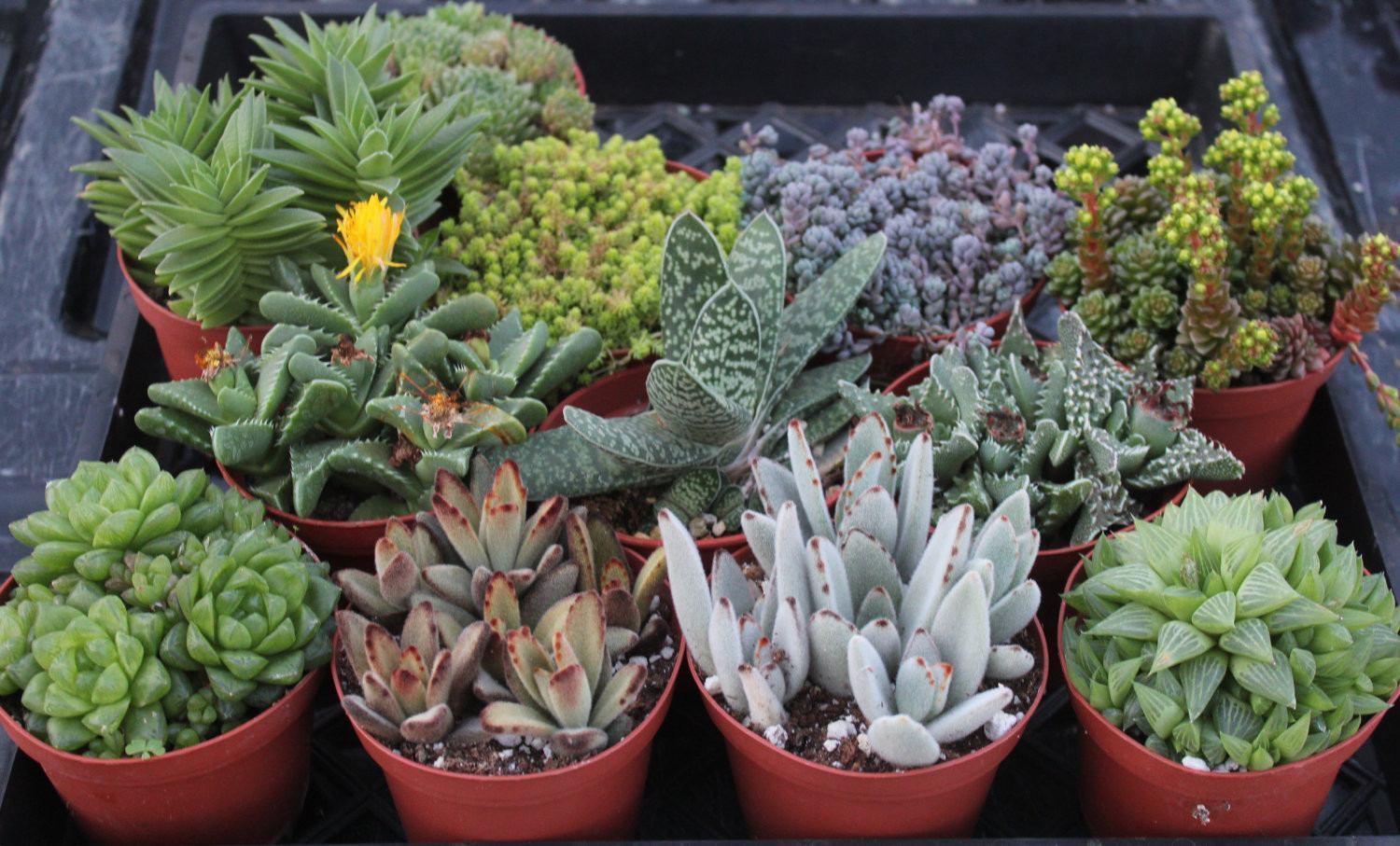 4" Assorted Succulents bulk wholesale succulent prices at the succulent source - 6