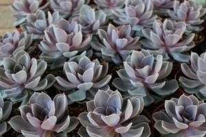 Echeveria hybrid “Perle Von Nurnberg” Succulent - 4" bulk wholesale succulent prices at the succulent source - 2