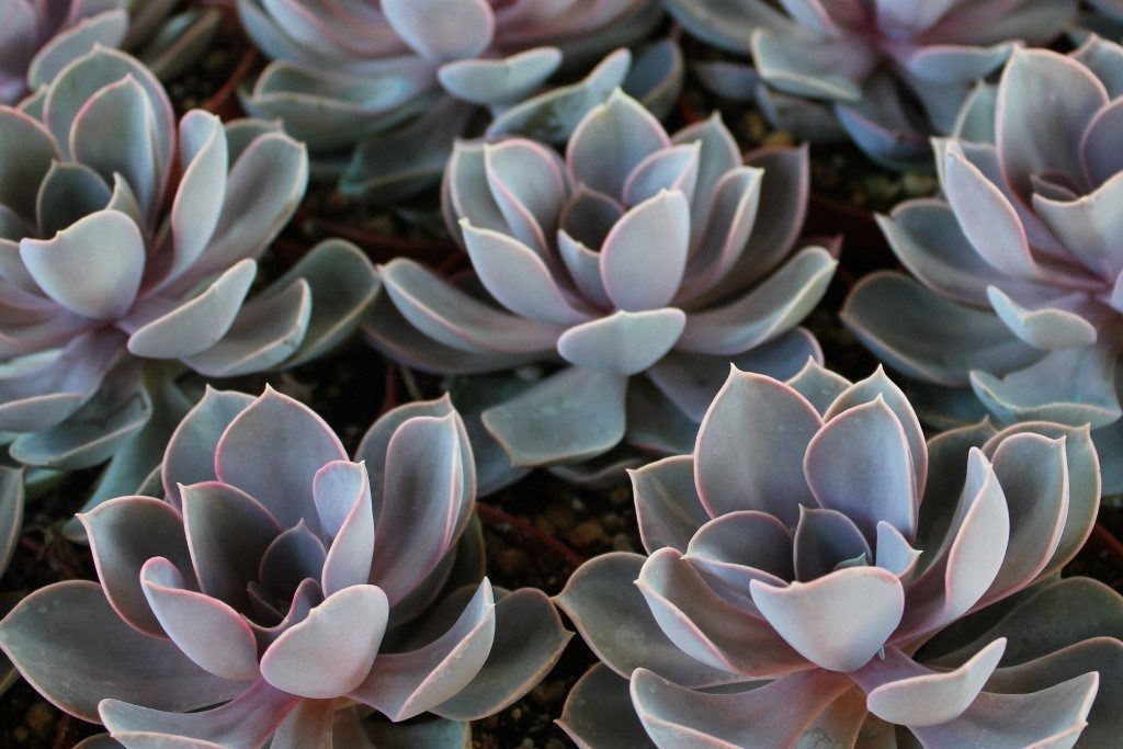 succulent purple pearl 4" Echeveria hybrid Perle Von Nurnberg