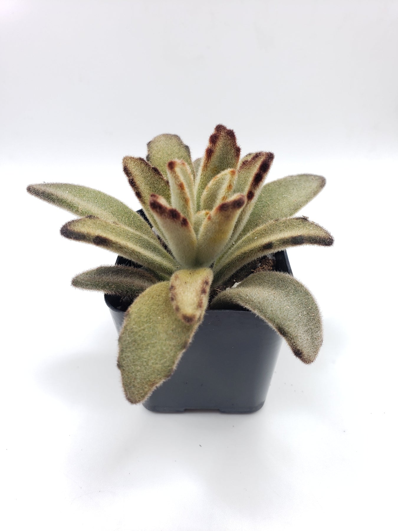 succulents brown #4 Kalanchoe Chocolate Soldier mainly brown color