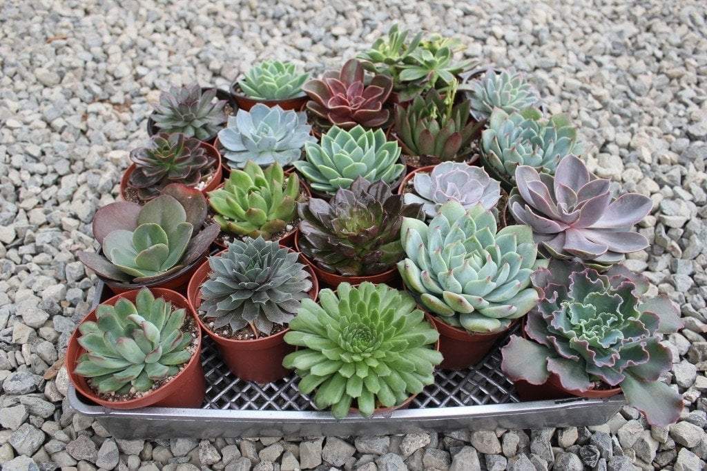 Echeverias Succulent Gorgeous for Wedding / Event Plastic 4 Inch