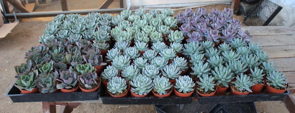 4" Rosette Succulents bulk wholesale succulent prices at the succulent source - 5