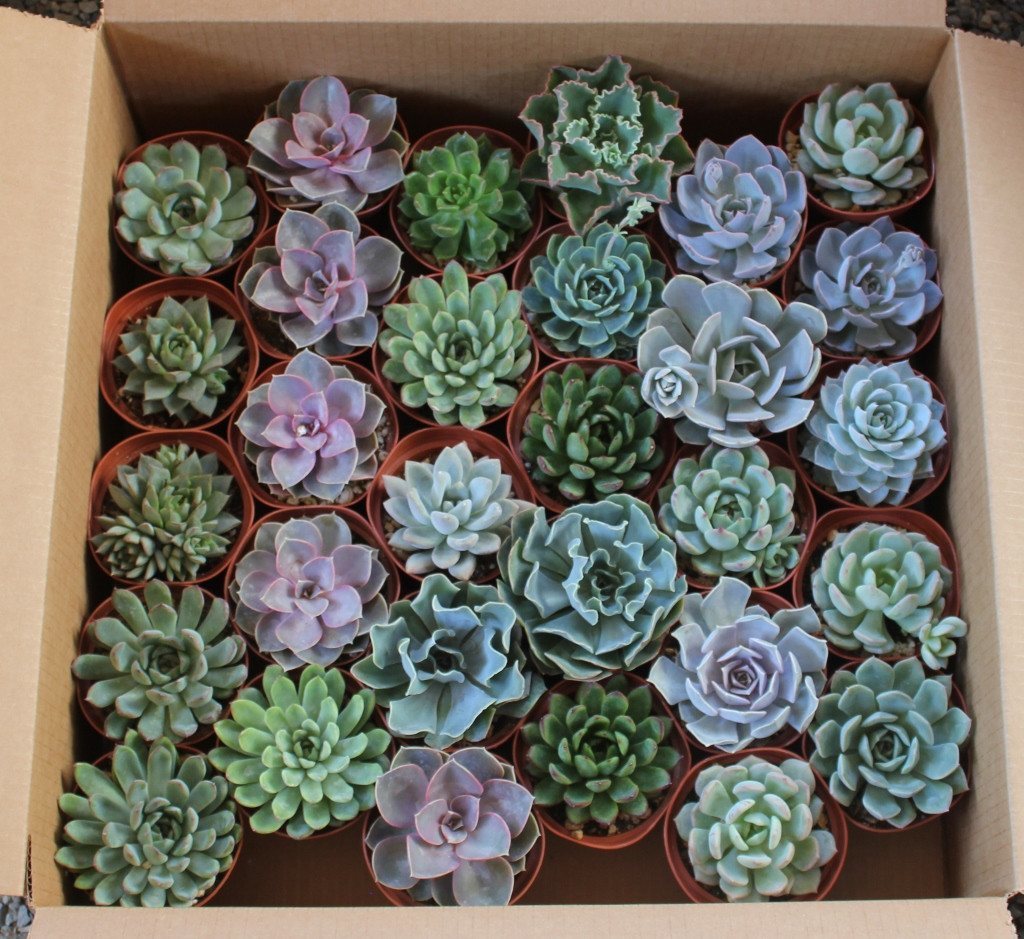 4" Rosette Succulents bulk wholesale succulent prices at the succulent source - 6