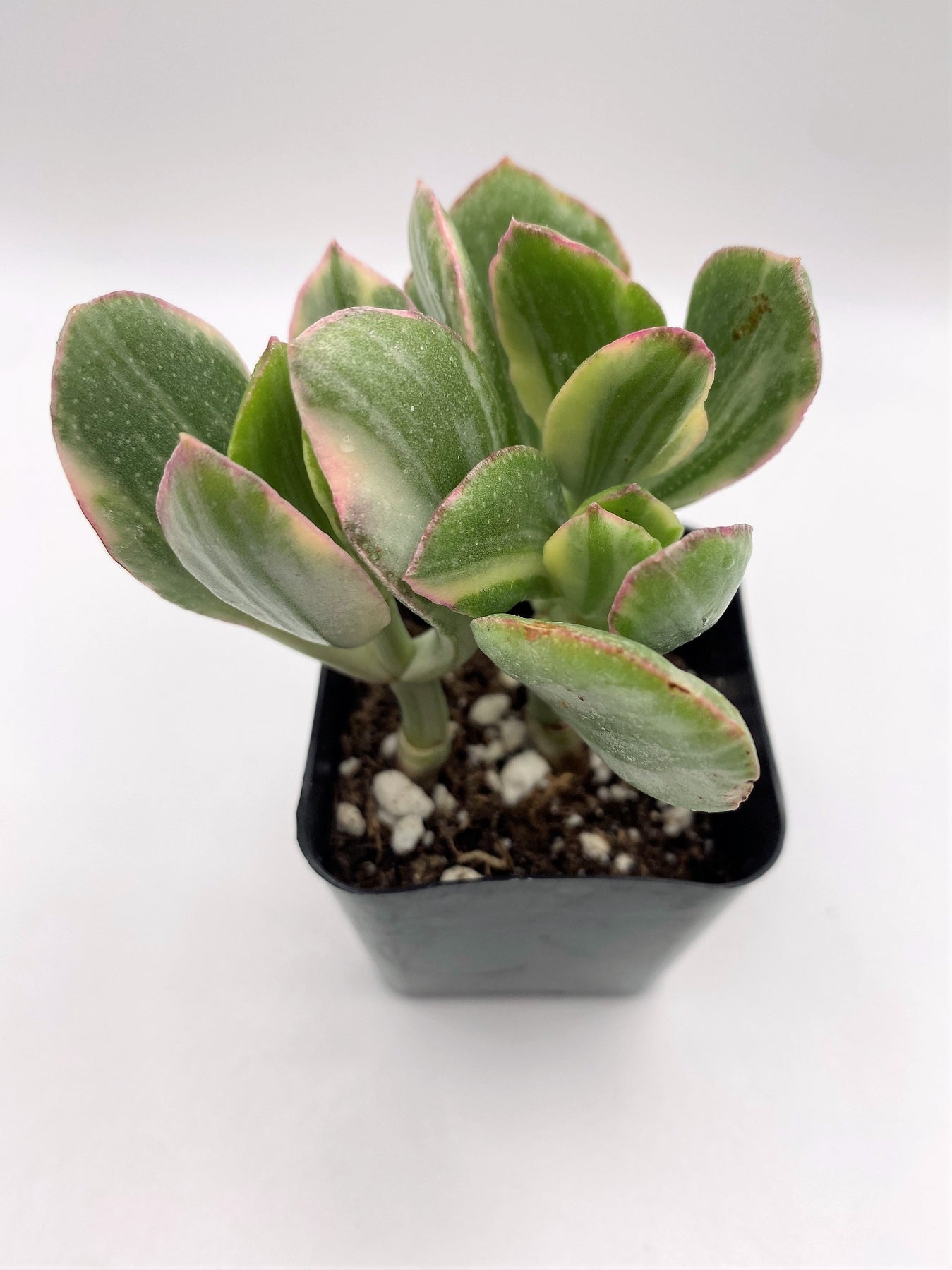 #40 Crassula Variegated Jade-Succulent - Small - Exact 2in Type-The Succulent Source