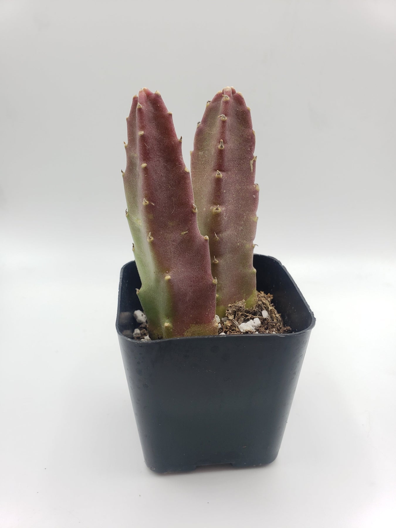 stinky flower succulent #45 Stapelia rotting corpse flower