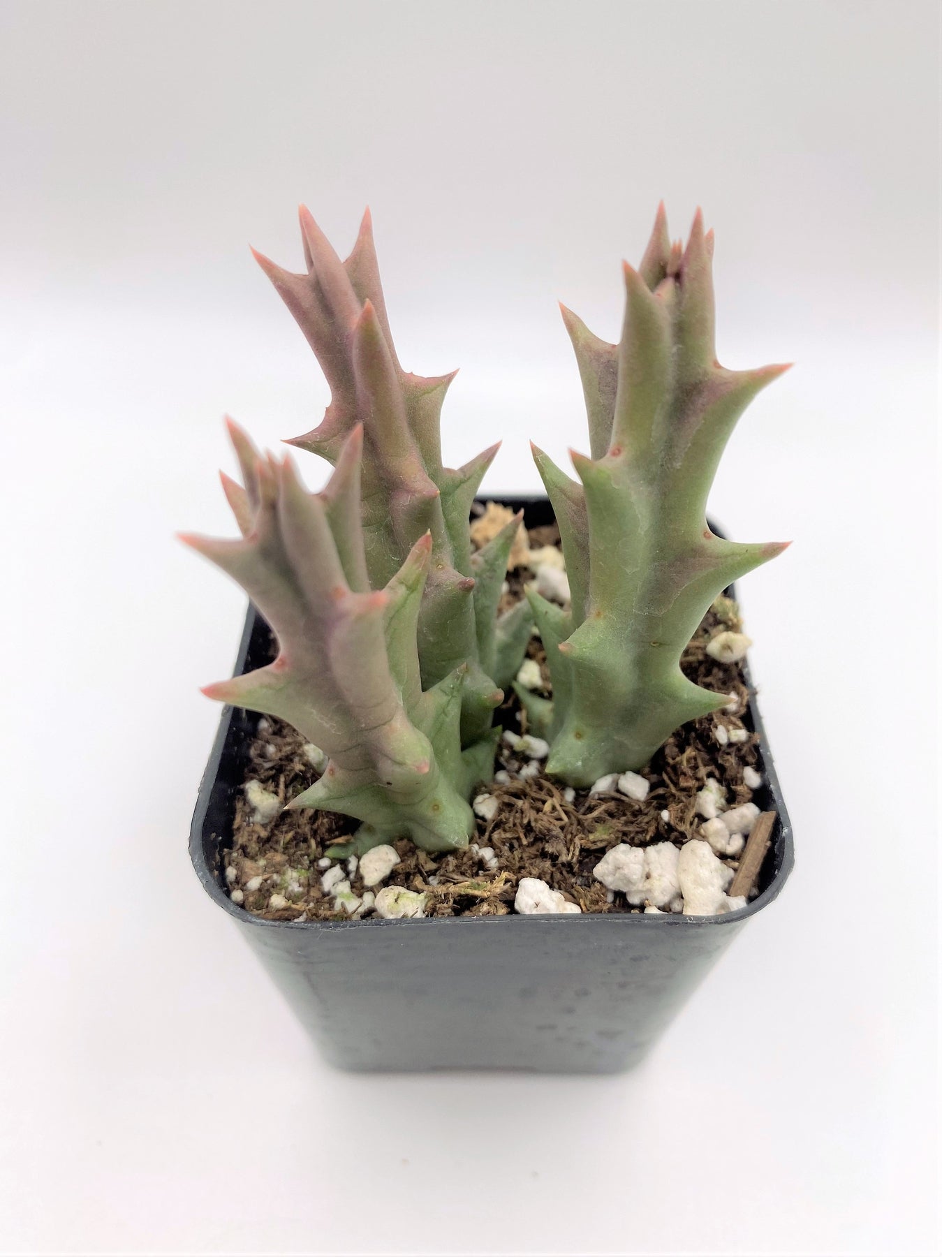 #46 Huernia-Succulent - Small - Exact 2in Type-The Succulent Source