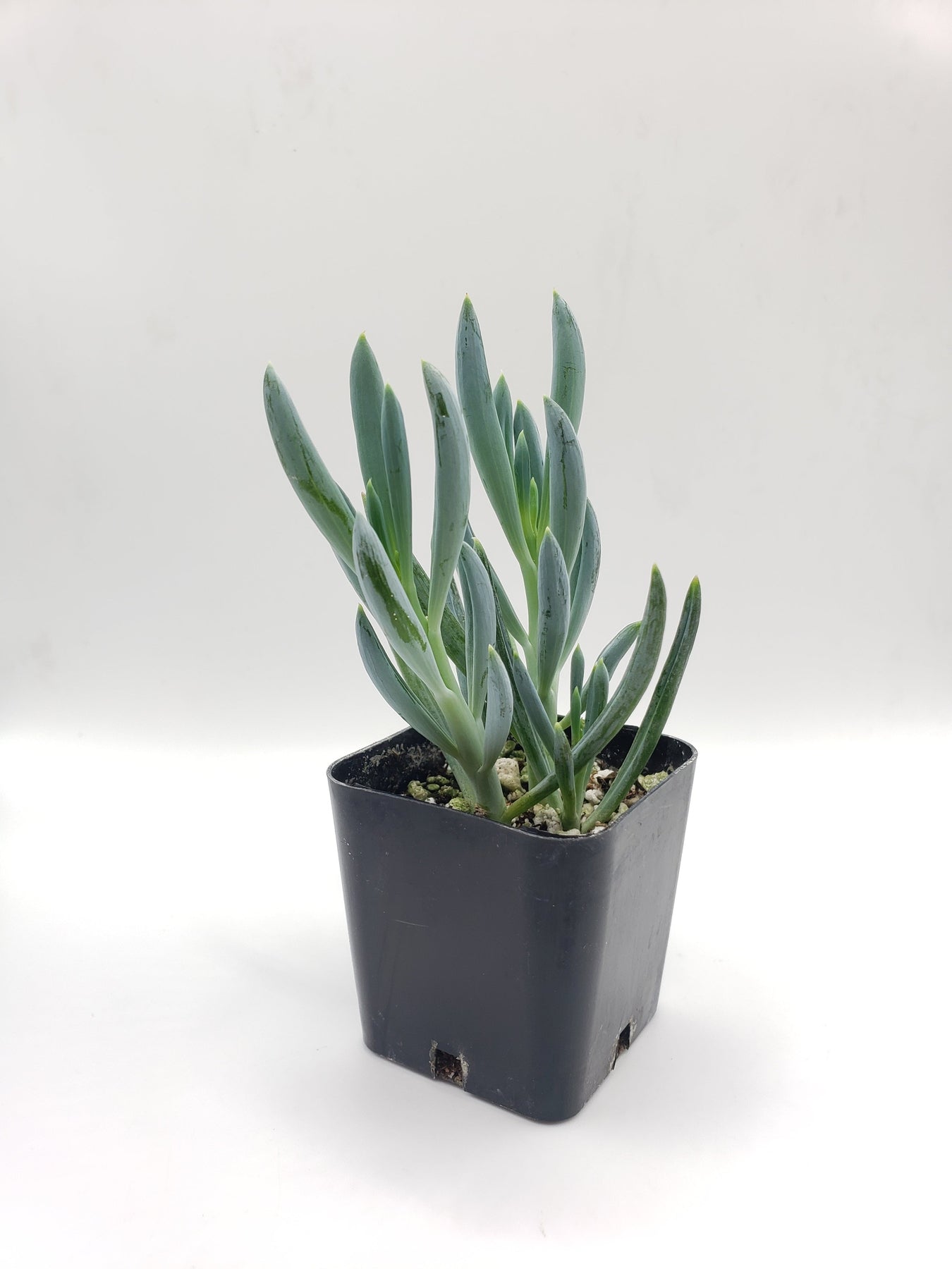blue chalk succulent plant #47 Senecio Mandraliscae Blue Chalk
