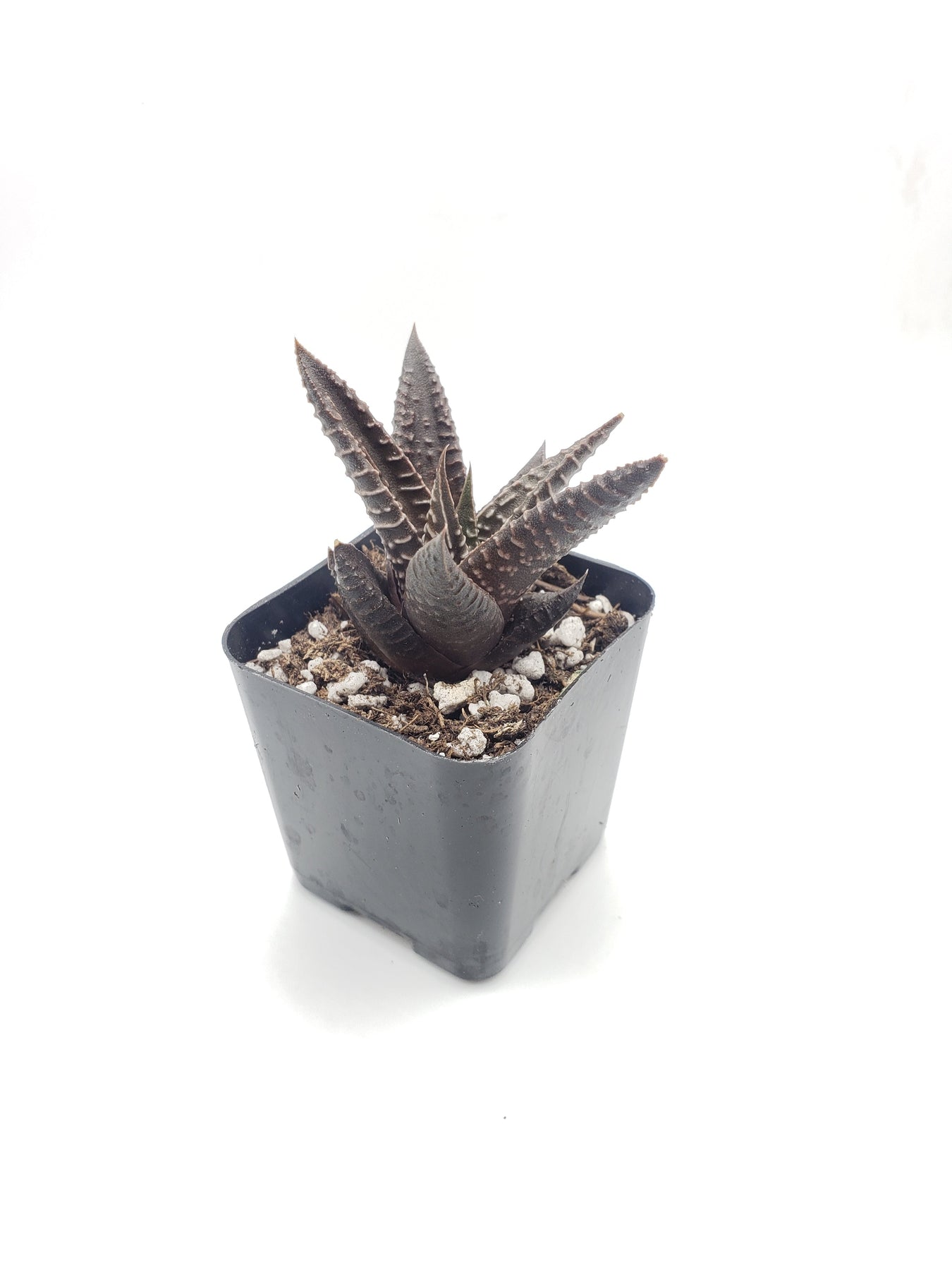 #48 Haworthia Limifolia Fairy Washboard-Succulent - Small - Exact 2in Type-The Succulent Source