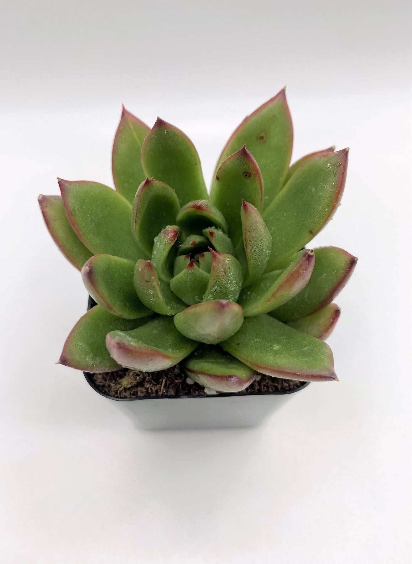 #50 Echeveria Agavoides Red Tips-Succulent - Small - Exact 2in Type-The Succulent Source