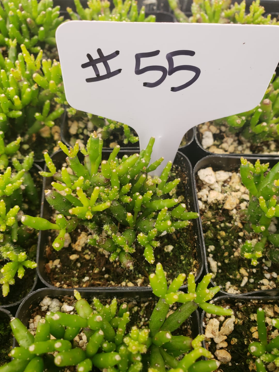 #55 Rhipsalis Hatiora Salicomioides "Dancing Bones"-Succulent - Small - Exact Type-The Succulent Source