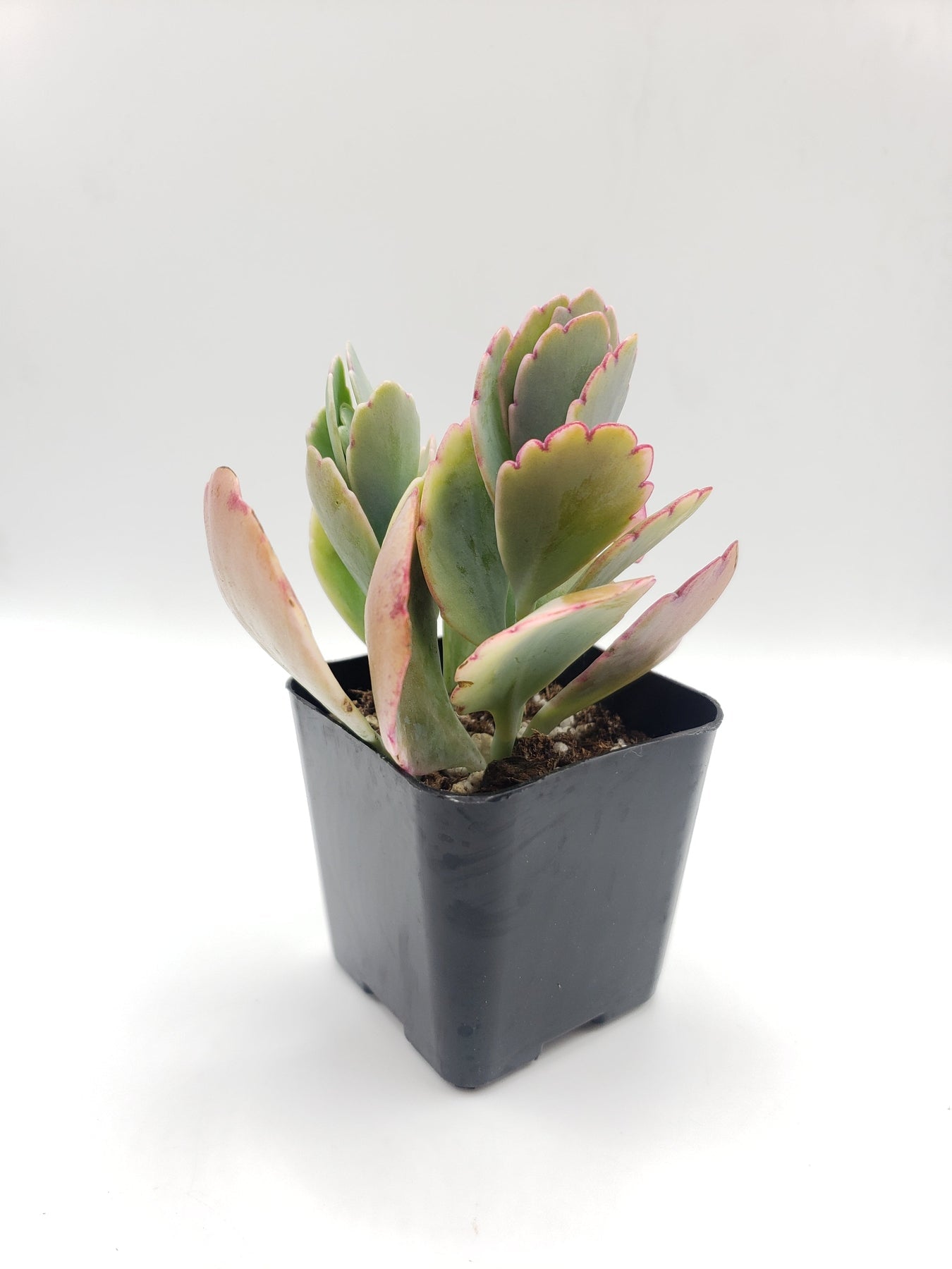 #56 Variegated Kalanchoe-Succulent - Small - Exact 2in Type-The Succulent Source