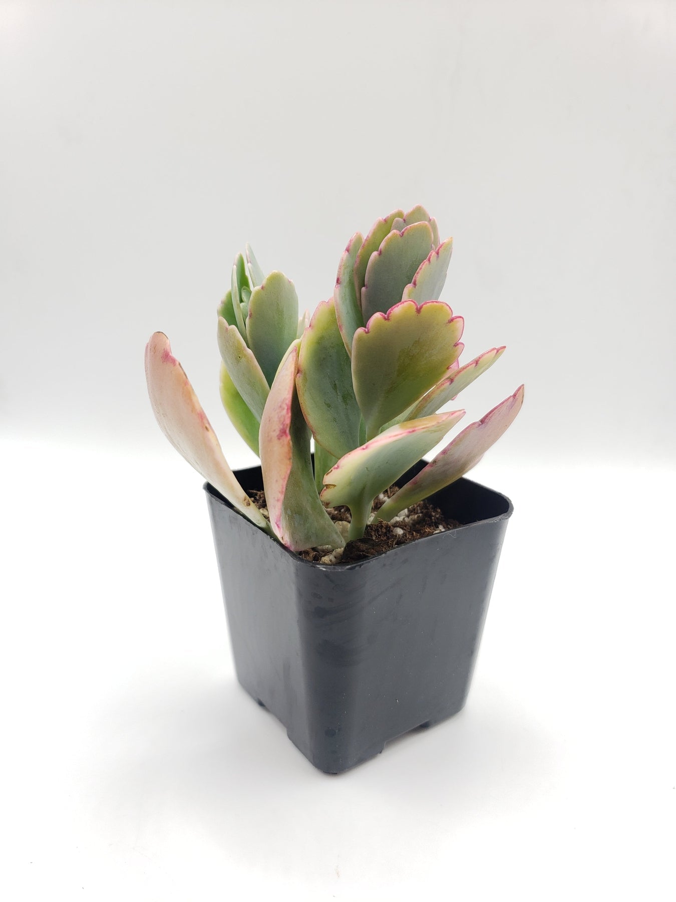 is kalanchoe a succulent plant Variegated Kalanchoe