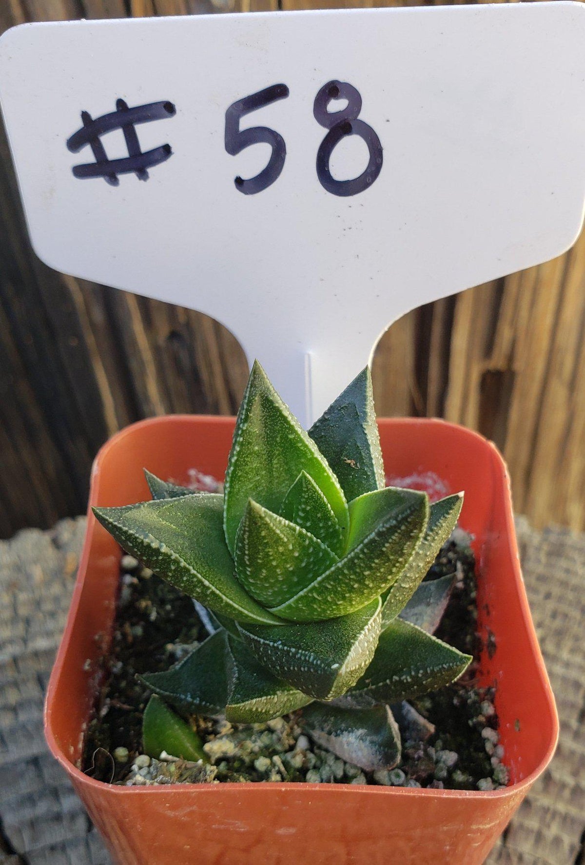 #58 Haworthia resendeana-Succulent - Small - Exact Type-The Succulent Source