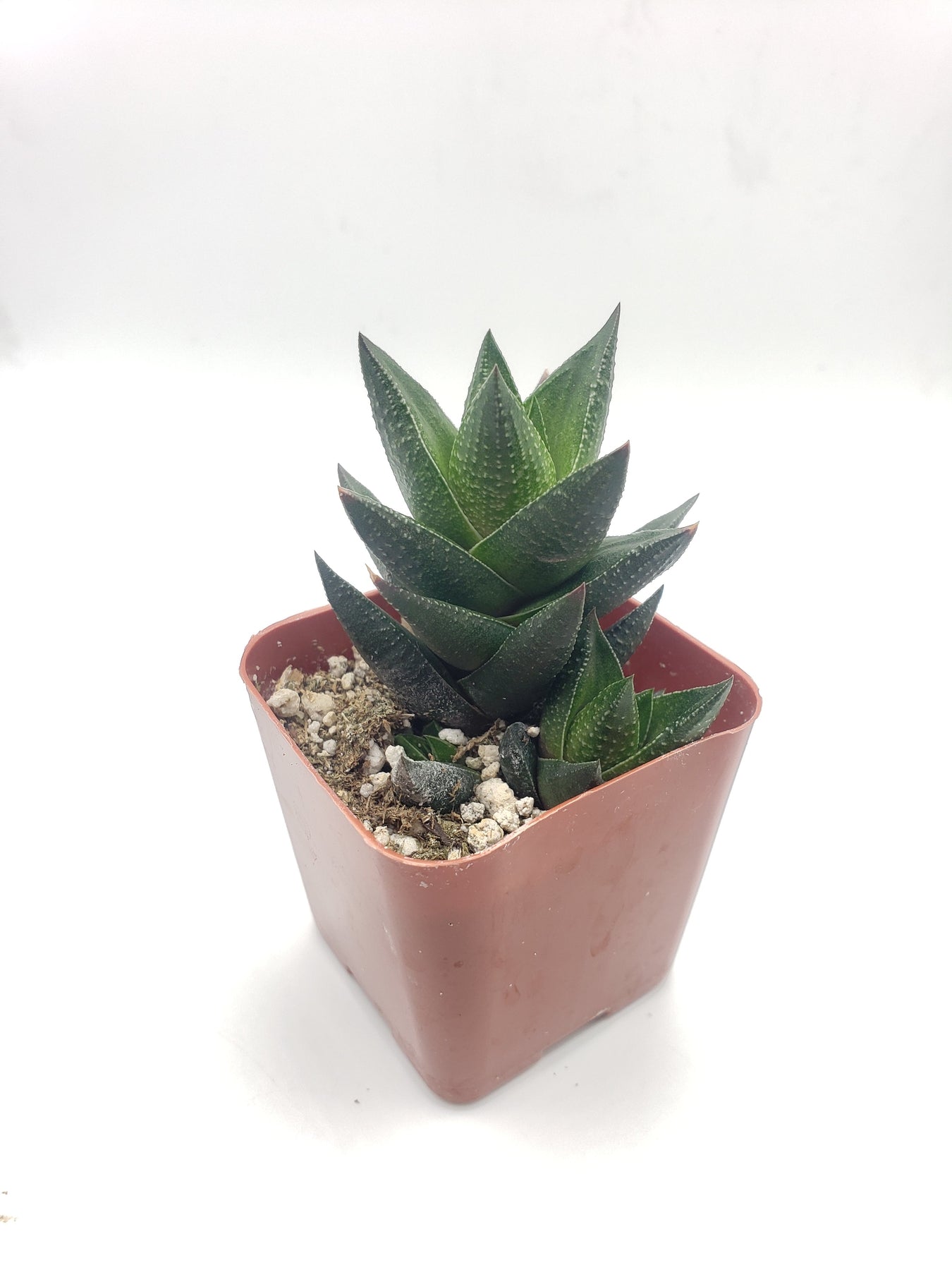 #58 Haworthia resendeana-Succulent - Small - Exact 2in Type-The Succulent Source