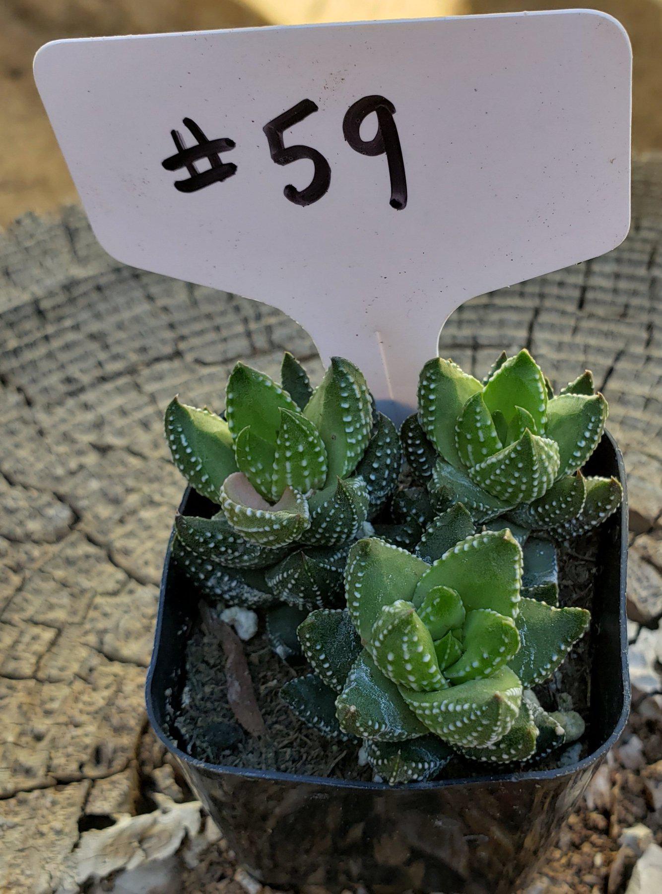 #59 Haworthia coarctata-Succulent - Small - Exact Type-The Succulent Source