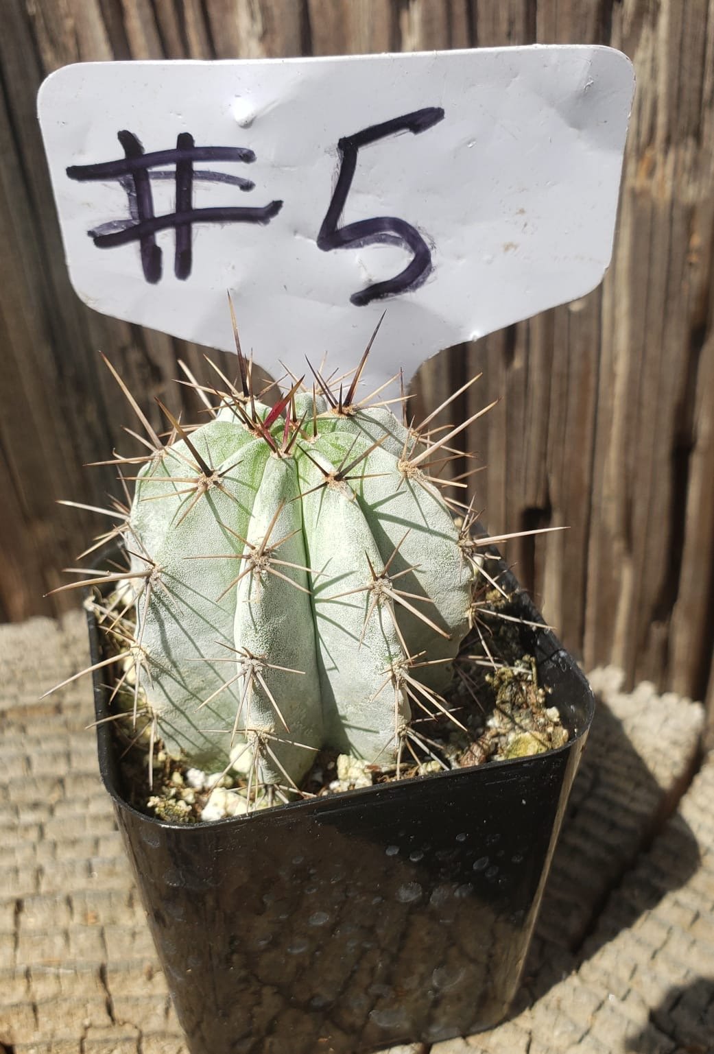 polaskia chichipe cactus #5C Polaskia chichipe 2
