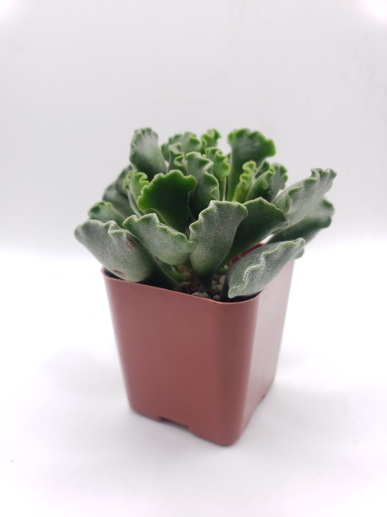 #6 Adromischus Cristatus Key Lime Pie-Succulent - Small - Exact 2in Type-The Succulent Source