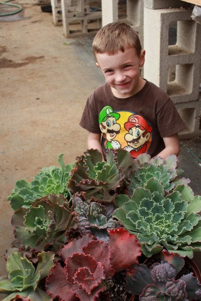 Echeveria succulent Hybrid 6" bulk wholesale succulent prices at the succulent source - 1