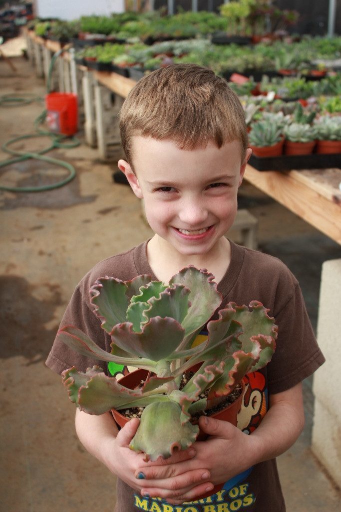 Echeveria succulent Hybrid 6" bulk wholesale succulent prices at the succulent source - 3