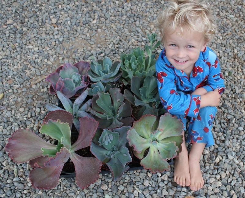 Echeveria succulent Hybrid 6" bulk wholesale succulent prices at the succulent source - 5